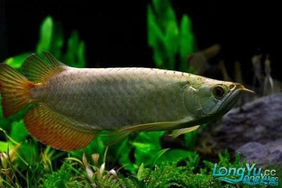 如何辨別金頭金龍魚(yú)的品質(zhì)（如何區(qū)分金頭金龍魚(yú)） 如何辨別金頭金龍魚(yú)的品質(zhì)（如何區(qū)分金頭金龍魚(yú)） 龍魚(yú)百科 第6張