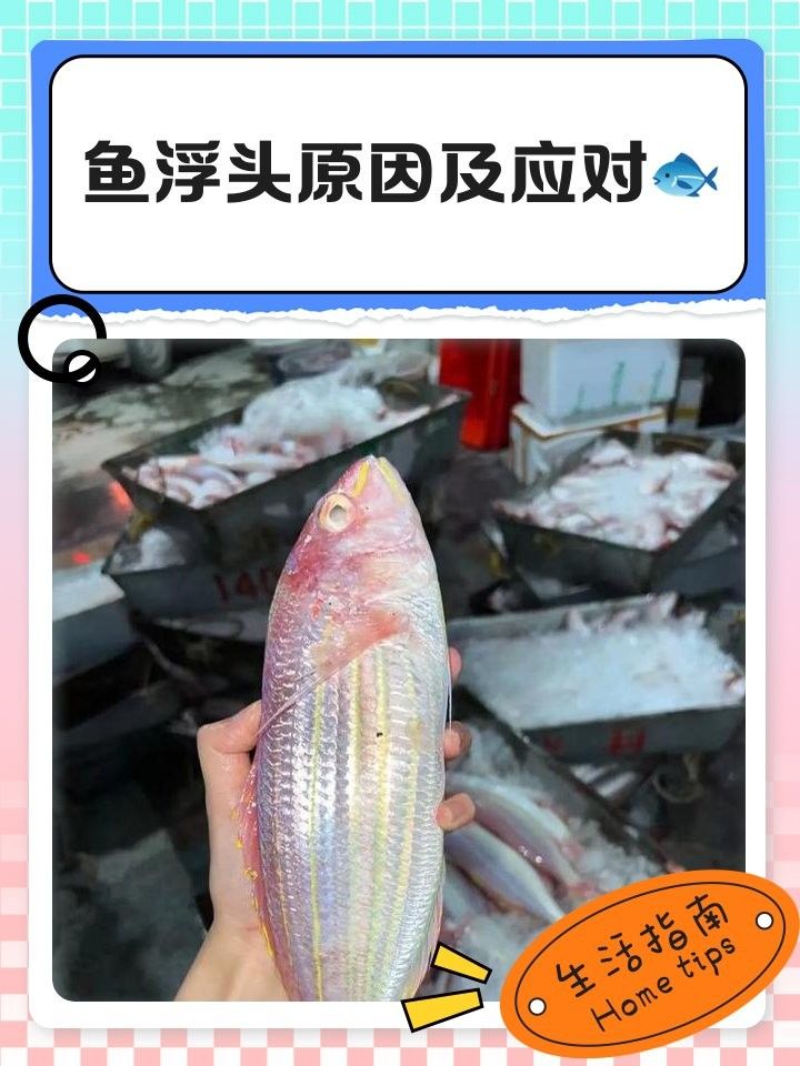 龍魚浮頭是否意味著生?。~總浮在水面“探頭”別大意） 龍魚浮頭是否意味著生?。~總浮在水面“探頭”別大意） 龍魚百科 第7張