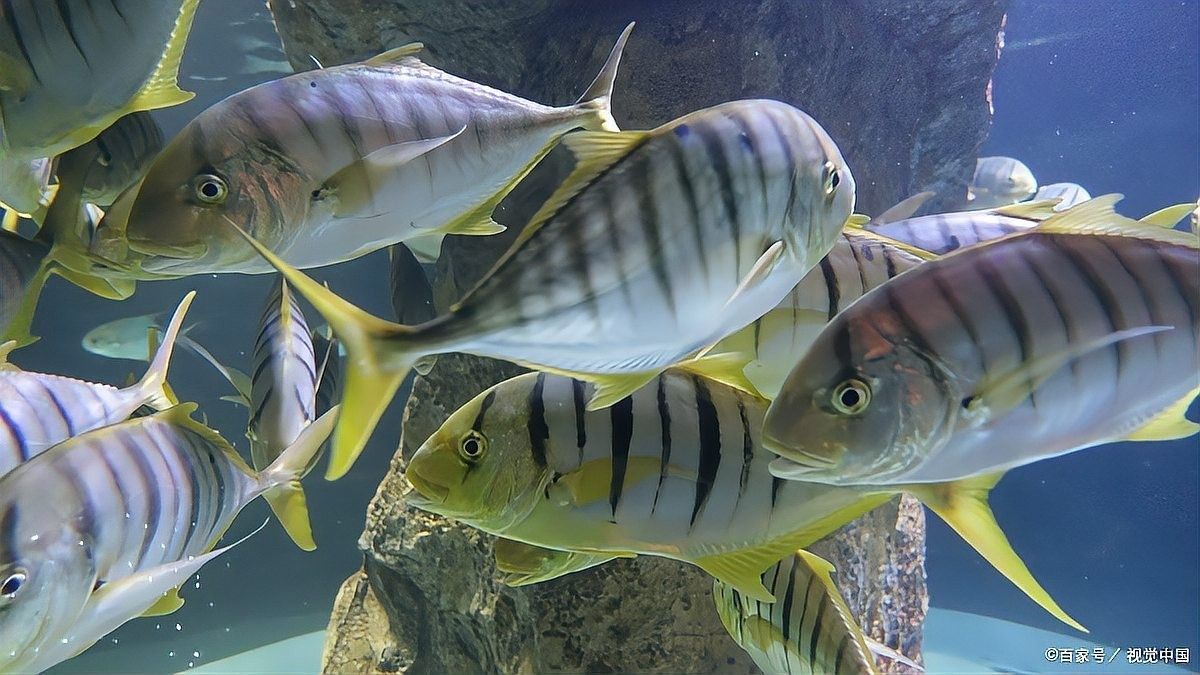 龍魚浮頭是否意味著生?。~總浮在水面“探頭”別大意） 龍魚浮頭是否意味著生?。~總浮在水面“探頭”別大意） 龍魚百科 第2張