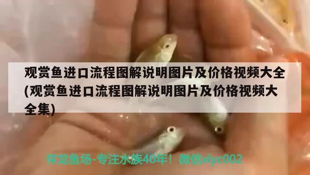觀賞魚進口流程圖解說明圖片及價格視頻大全(觀賞魚進口流程圖解說明圖片及價格視頻大全集)（觀賞魚進口流程圖解）