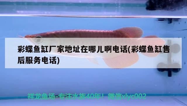 彩蝶魚缸廠家地址在哪兒啊電話(彩蝶魚缸售后服務(wù)電話)（彩蝶魚缸廠家地址在哪兒啊電話）