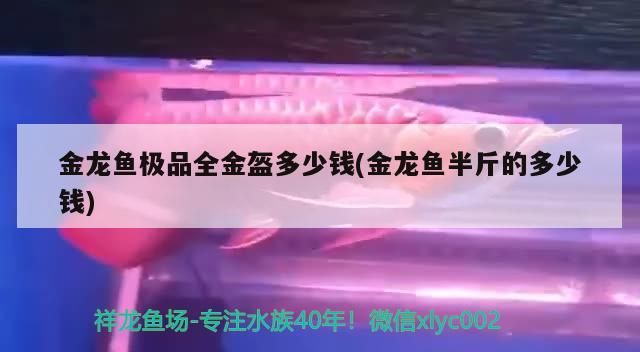 萬州定做魚缸電話地址查詢 萬州魚市場在哪里（沈陽萬州水族市場）