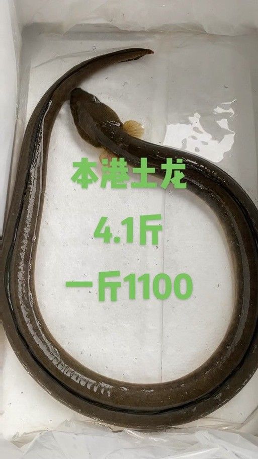 給我一些海南土龍魚高清大圖（海南土龍魚生態(tài)攝影）