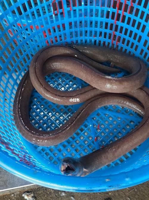 給我一些海南土龍魚高清大圖（海南土龍魚生態(tài)攝影）