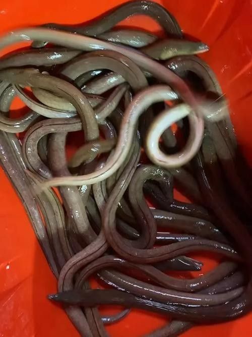 給我一些海南土龍魚高清大圖（海南土龍魚生態(tài)攝影）