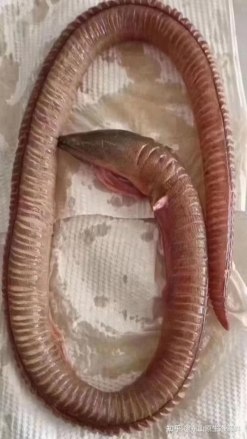 給我一些海南土龍魚高清大圖（海南土龍魚生態(tài)攝影）