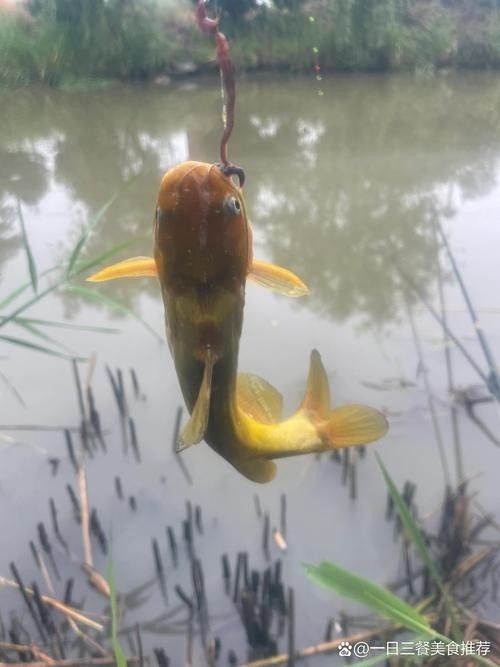給我一些海南土龍魚高清大圖（海南土龍魚生態(tài)攝影）