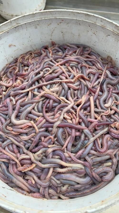 給我一些海南土龍魚高清大圖（海南土龍魚生態(tài)攝影）