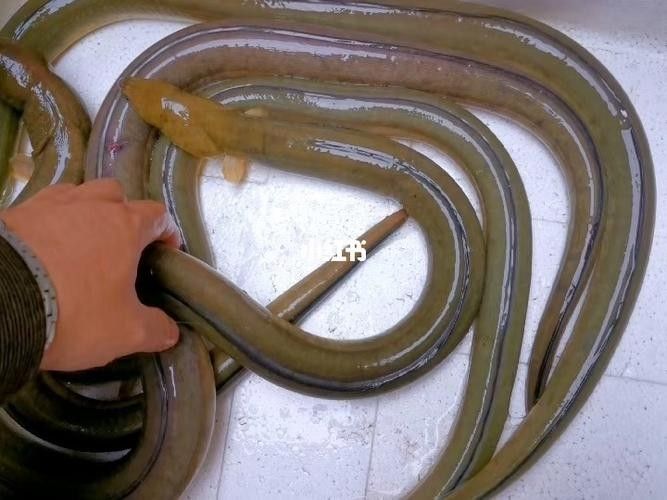 給我一些海南土龍魚高清大圖（海南土龍魚生態(tài)攝影）