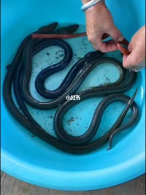 給我一些海南土龍魚高清大圖（海南土龍魚生態(tài)攝影）