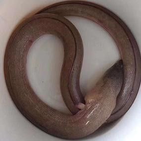 給我一些海南土龍魚高清大圖（海南土龍魚生態(tài)攝影）