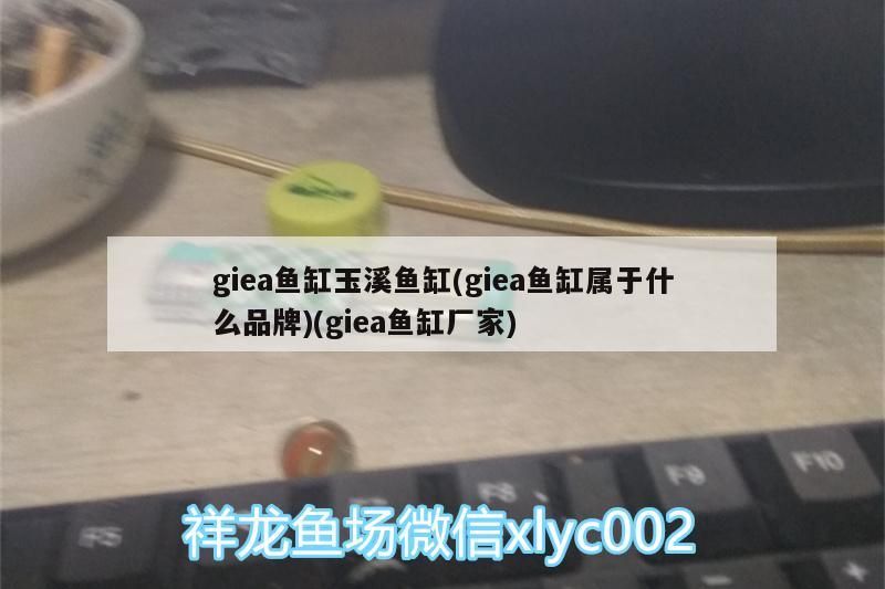 剛買回來(lái)的龍魚(yú)趴缸怎么辦視頻(剛買回來(lái)的龍魚(yú)趴缸怎么辦視頻教程)（giea魚(yú)缸玉溪魚(yú)缸）