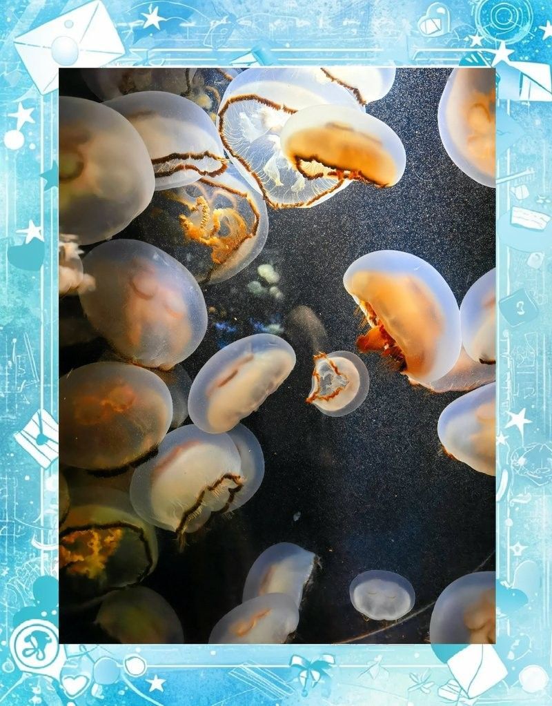 鶴崗哪個水族館龍魚好？祥龍魚場龍魚（鶴崗市有龍魚養殖場嗎？）