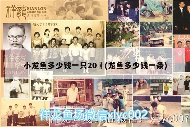 小龍魚多少錢一只20㎝(龍魚多少錢一條)（小龍魚多少錢一只）