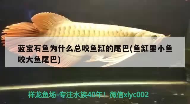 泉州觀賞魚公司有哪些（美的5匹空調e4代號故障原因）（泉州觀賞魚公司哪個好）