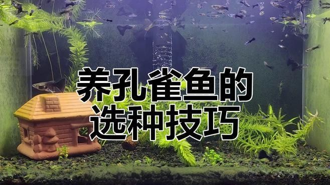 孔雀龍魚哪個品種最貴？（孔雀龍魚品種大揭秘）