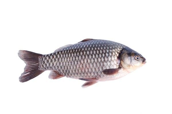 哪些抗生素對龍魚鰓蓋腐爛有效（魚鰓蓋腐爛用什么藥治療效果好龍魚鰓蓋腐爛有效嗎）