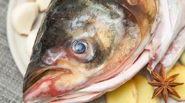 哪些抗生素對龍魚鰓蓋腐爛有效（魚鰓蓋腐爛用什么藥治療效果好龍魚鰓蓋腐爛有效嗎）