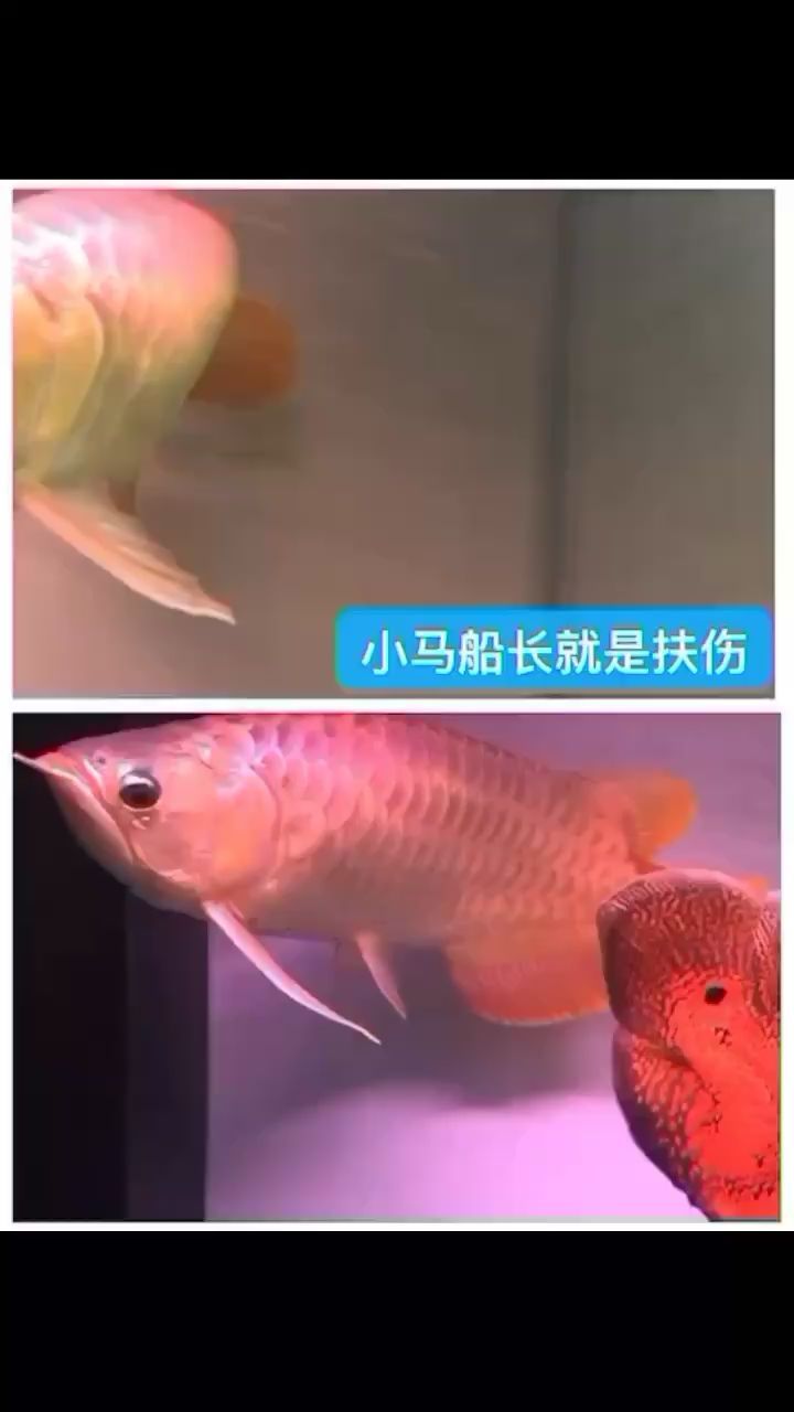 不用藥就換水一個月慢慢就好了（不用藥就換水一個月慢慢好了，本文探討了一種無需藥物干預）