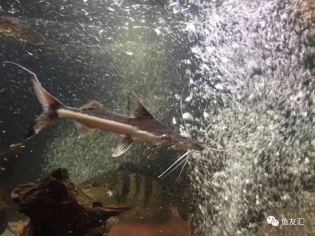 斑馬鴨嘴和龍魚混養(yǎng)需要多大的魚缸（愛養(yǎng)魚的龍龍撒旦鴨嘴怎么養(yǎng)）