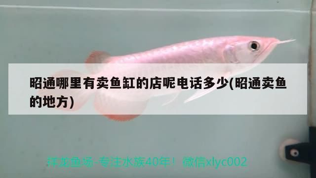 我的虎魚真菌感染了要怎么處理 昭通哪里有賣魚缸的店呢電話多少(昭通賣魚的地方) 觀賞魚百科 昭通哪里有賣魚缸的店呢電話多少(昭通賣魚的地方) 昭通哪里有賣魚缸的店呢電話多少(昭通賣魚的地方) 觀賞魚百科