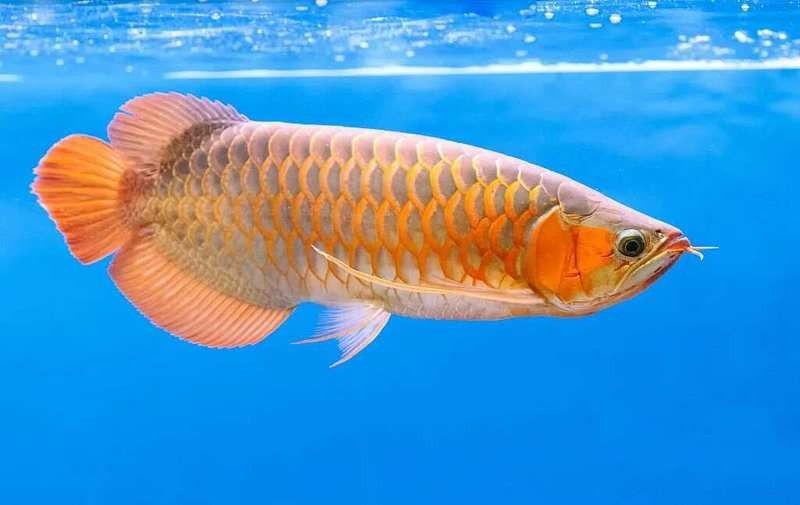 哪些因素會(huì)導(dǎo)致龍魚內(nèi)臟受損（養(yǎng)魚小藝30種龍魚疾病治療方法大全龍魚內(nèi)臟受損原因）