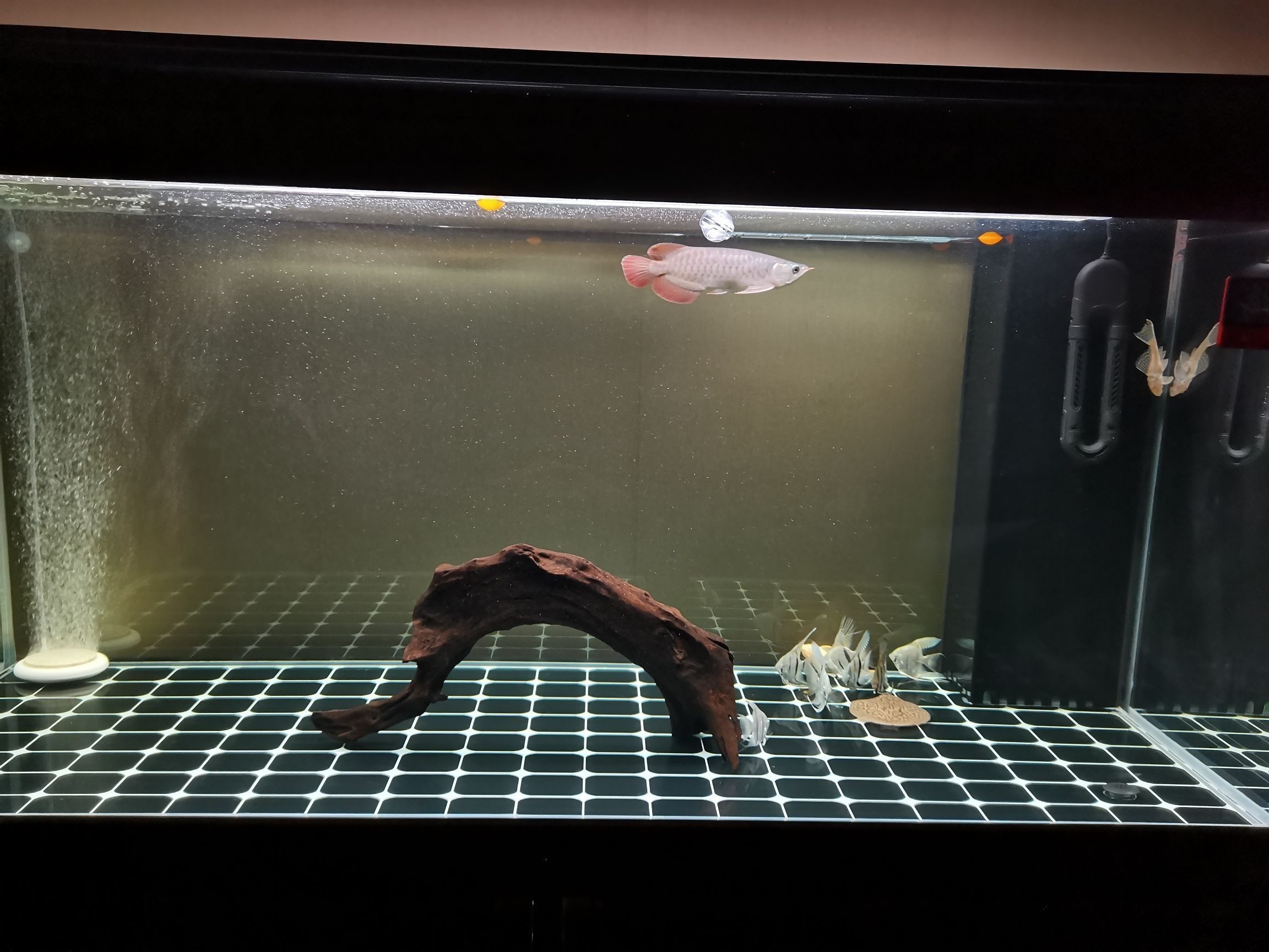 紅龍魚用白燈好還是紅燈好看呢(紅龍魚用白燈好還是紅燈好看呢)（紅龍魚用白燈好還是紅燈好看）