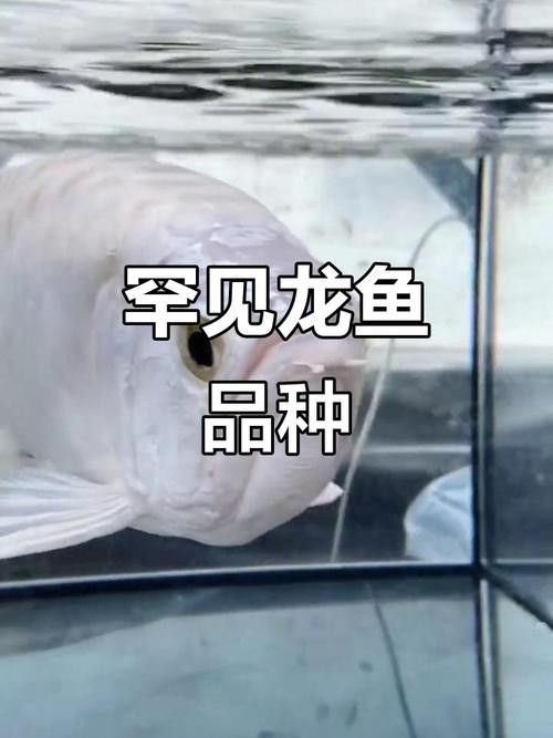 白金龍魚為何價格如此昂貴？（白金龍魚為何如此昂貴）