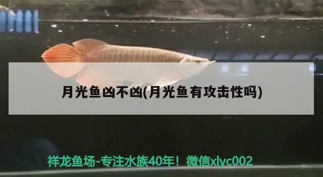 月光魚兇不兇(月光魚有攻擊性嗎)