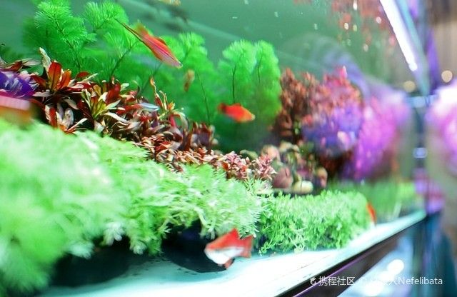 鞍山鐵西哪個水族館龍魚好？祥龍魚場龍魚（鞍山哪個水族館龍魚好）