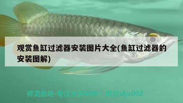 魚缸干濕分離盒設計圖(diy魚缸干濕分離盒)