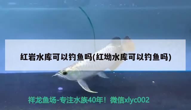 紅巖水庫可以釣魚嗎(紅坳水庫可以釣魚嗎)