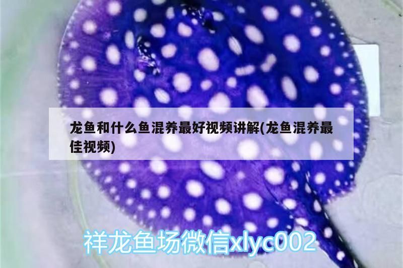 龍魚和什么魚混養最好視頻講解(龍魚混養最佳視頻)