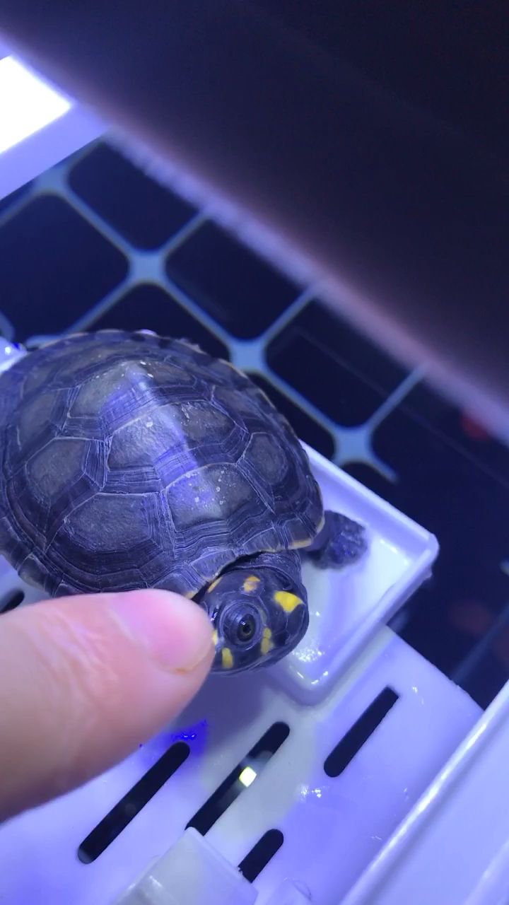 紅河哈尼族彝族自治州水族館挺有脾氣的（云南省紅河哈尼族彝族自治州水族館） 紅河哈尼族彝族自治州水族館挺有脾氣的（云南省紅河哈尼族彝族自治州水族館） 觀賞魚百科 第2張
