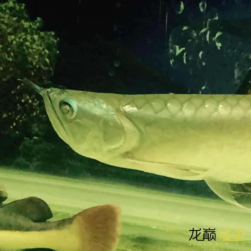銀龍眼睛病了 大家看看怎么治療（銀龍眼睛病了大家看看怎么治療） 銀龍眼睛病了 大家看看怎么治療（銀龍眼睛病了大家看看怎么治療） 觀賞魚百科 第1張