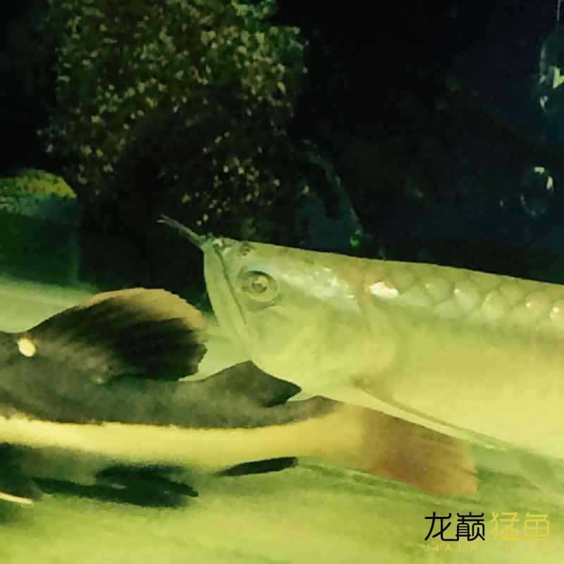 銀龍眼睛病了 大家看看怎么治療（銀龍眼睛病了大家看看怎么治療） 銀龍眼睛病了 大家看看怎么治療（銀龍眼睛病了大家看看怎么治療） 觀賞魚百科 第2張