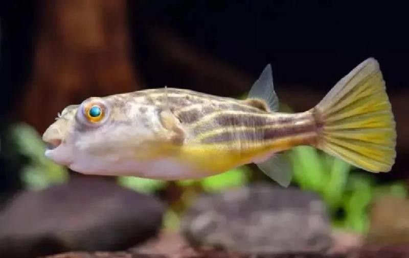 哪些魚適合與斑馬狗頭混養？（斑馬狗頭與魚類混養指南與注意事項犯懶大王康康）