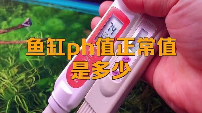 如何調整金龍魚缸的pH值（如何調整金龍魚缸的ph值？）