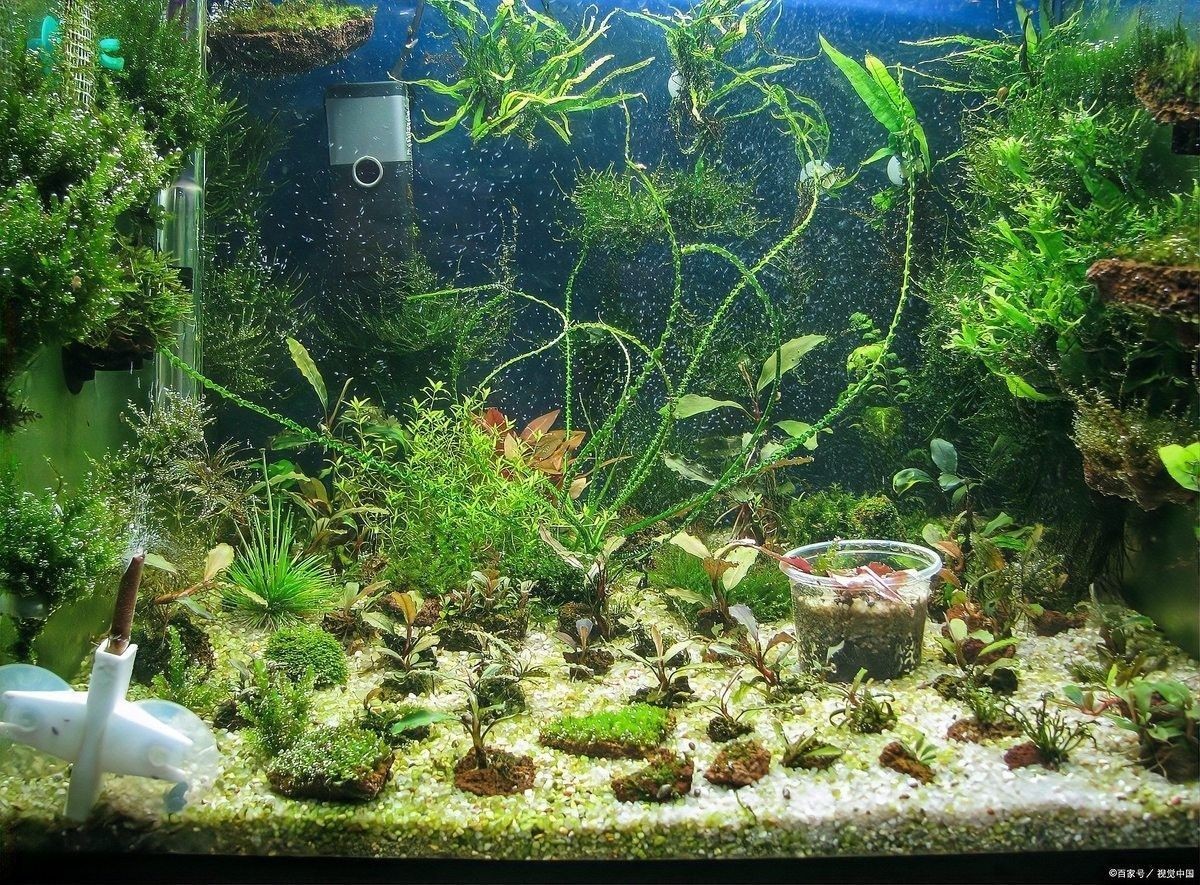如何調整金龍魚缸的pH值（如何調整金龍魚缸的ph值？）