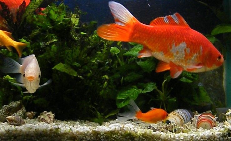 如何調整金龍魚缸的pH值（如何調整金龍魚缸的ph值？）