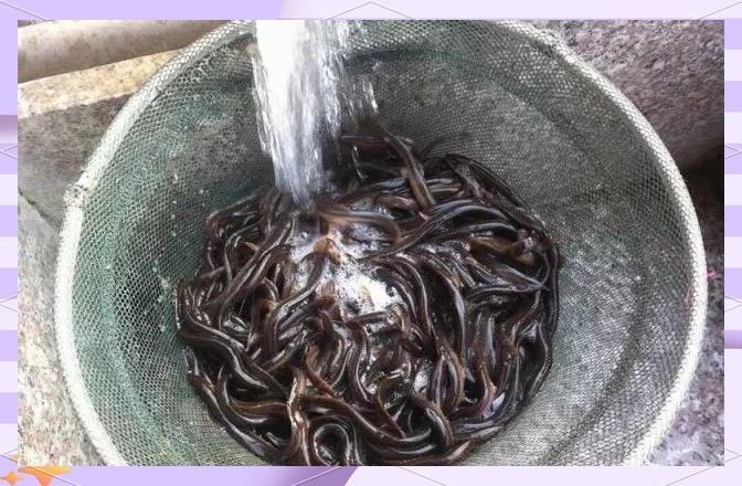 如何安全地給龍魚喂食泥鰍（如何安全地給龍魚喂食泥鰍，龍魚喂食泥鰍的處理方法） 如何安全地給龍魚喂食泥鰍（如何安全地給龍魚喂食泥鰍，龍魚喂食泥鰍的處理方法） 龍魚百科 第6張