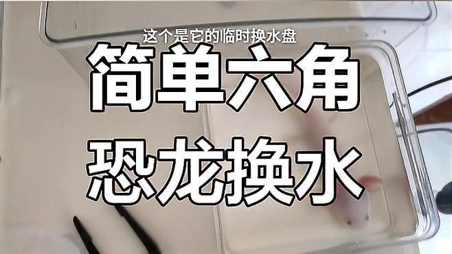 哪種換水方法更適合六角龍魚？（六角恐龍換水的正確方法） 哪種換水方法更適合六角龍魚？（六角恐龍換水的正確方法） 龍魚百科 第1張
