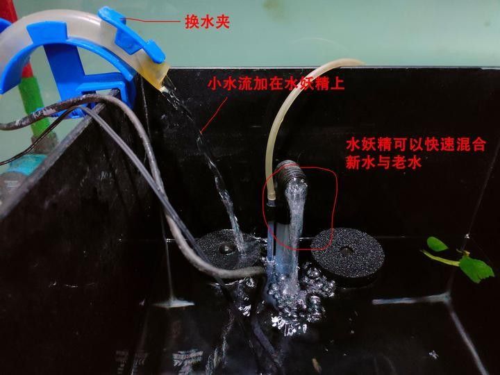 哪種換水方法更適合六角龍魚？（六角恐龍換水的正確方法） 哪種換水方法更適合六角龍魚？（六角恐龍換水的正確方法） 龍魚百科 第8張