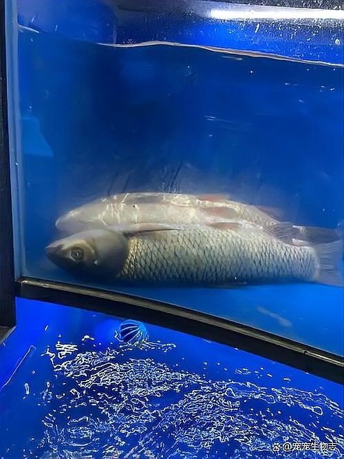 藍龍魚翻肚后還有救嗎（龍魚“翻肚”了咋辦）