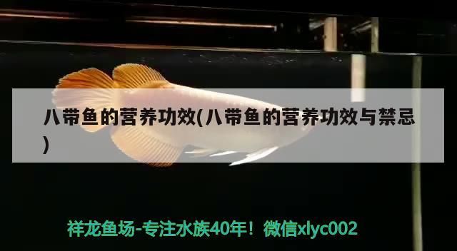 八帶魚的營養功效(八帶魚的營養功效與禁忌)