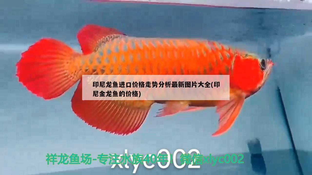 印尼龍魚進(jìn)口價(jià)格走勢分析最新圖片大全(印尼金龍魚的價(jià)格)