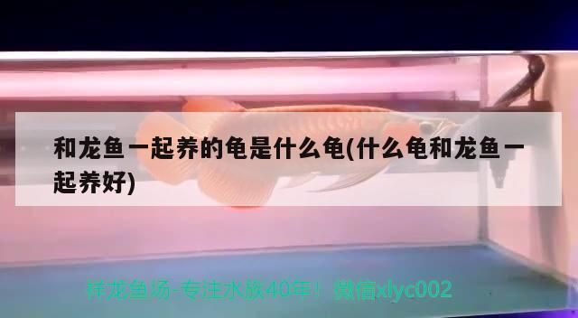 和龍魚一起養的龜是什么龜(什么龜和龍魚一起養好)（和龍魚一起養的龜是什么龜和什么龜和龍魚一起養好）