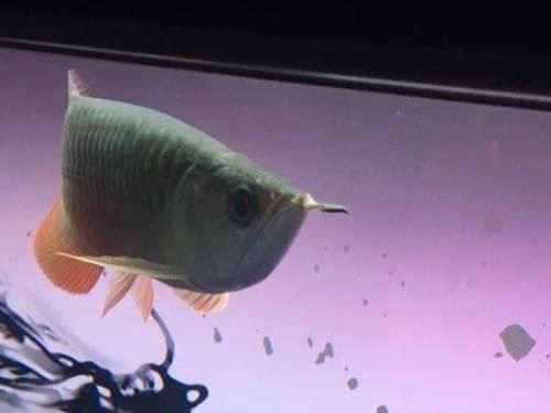 莆田觀賞魚批發:什么地方有金魚批發（莆田觀賞魚批發、金魚批發、金魚批發在哪里買得最好）