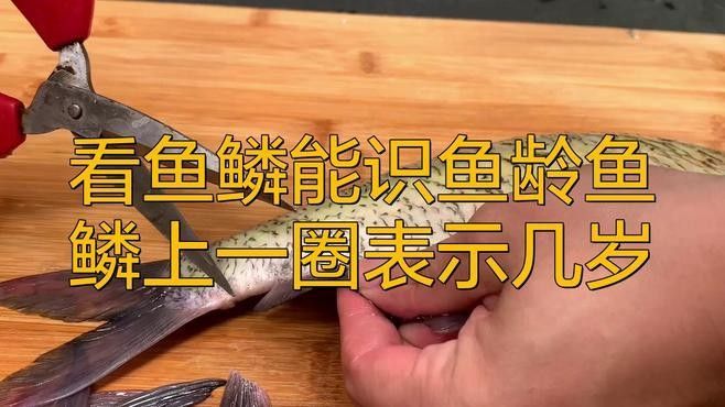 如何判斷馬來紅龍魚的年齡？（判斷馬來紅龍魚的年齡需綜合多種方法判斷馬來紅龍魚的年齡） 如何判斷馬來紅龍魚的年齡？（判斷馬來紅龍魚的年齡需綜合多種方法判斷馬來紅龍魚的年齡） 龍魚百科 第1張