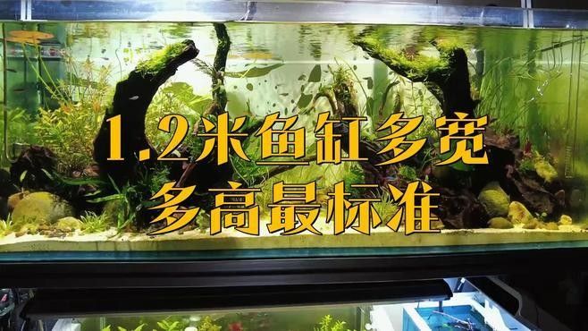 混養龍魚和魟魚需要多大的魚缸（養龍魚和魟魚的魚缸大小取決于多種因素）